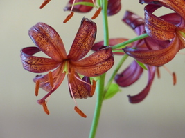 Foto: Dr. Peter Müller